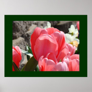 Rosa Tulpe-Blumenkunst druckt Poster
