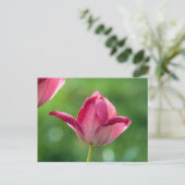 Rosa Tulpe im Morgengrauen Postkarte (Stehend Vorderseite)