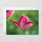 Rosa Tulpe im Morgengrauen Postkarte (Vorne/Hinten)