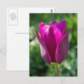 Rosa Tulpe-Postkarte Postkarte (Vorne/Hinten)
