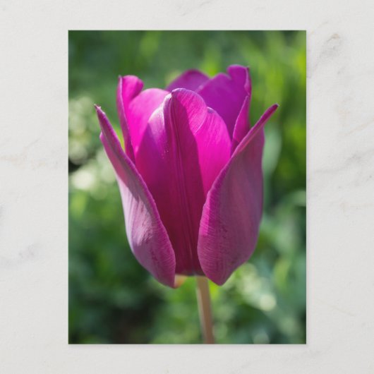 Rosa Tulpe-Postkarte Postkarte (Vorderseite)