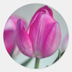 Rosa Tulpe Runder Aufkleber