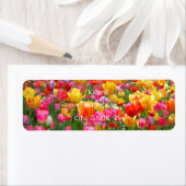 Rosa Tulpen (Insitu)