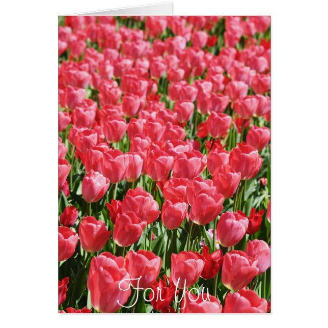Rosa Tulpen (Vorne)