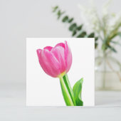 Rosa Tulpen auf weiß (Stehend Vorderseite)