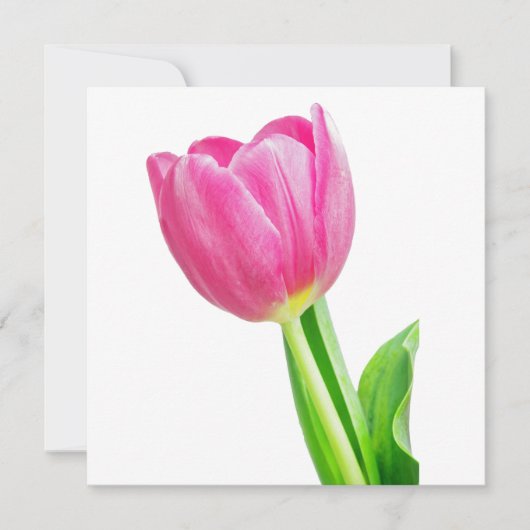 Rosa Tulpen auf weiß (Vorderseite)