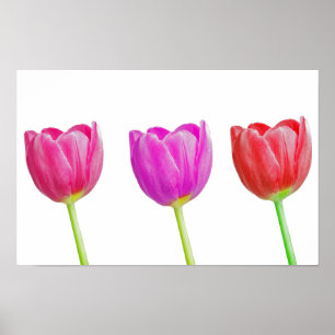 Rosa Tulpen auf weiß Poster
