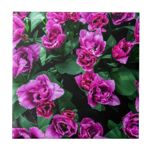 Rosa Tulpen Blume Fliese (Vorderseite)