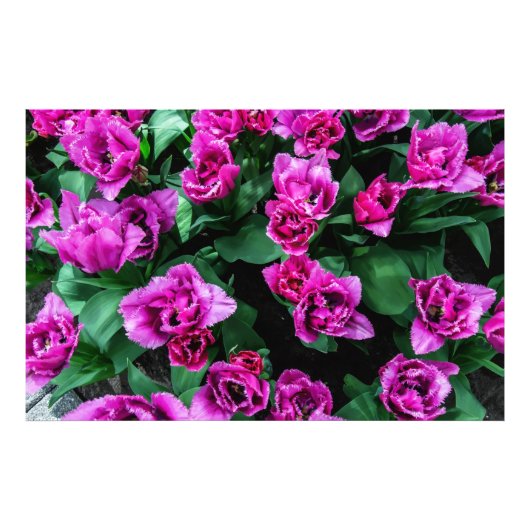 Rosa Tulpen Blume Fotodruck (Vorne)