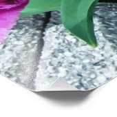 Rosa Tulpen Blume Fotodruck (Ecke)