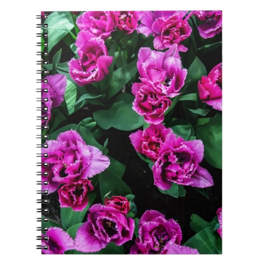 Rosa Tulpen Blume Notizblock (Vorderseite)