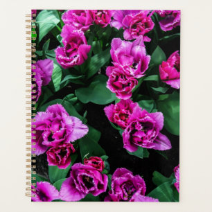 Rosa Tulpen Blume Planer