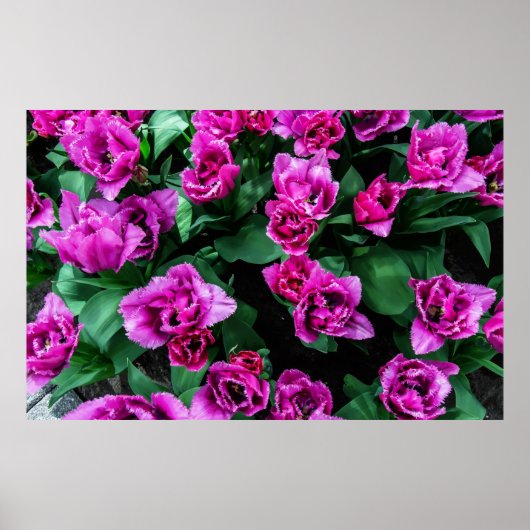 Rosa Tulpen Blume Poster (Vorne)