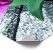 Rosa Tulpen Blume Poster (Ecke)