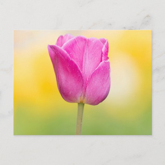Rosa Tulpen-Blumen-Kunstprint Postkarte (Vorderseite)