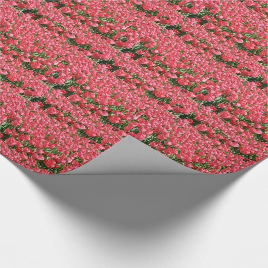 Rosa Tulpen Geschenkpapier (Ecke)