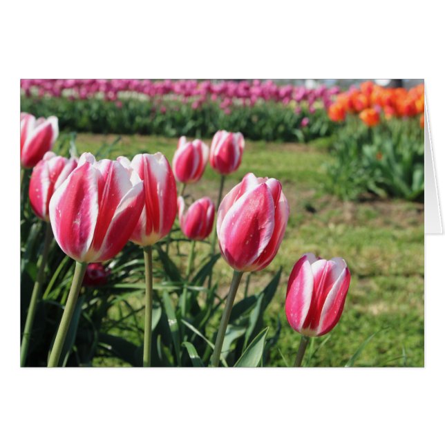 Rosa Tulpen Grußkarte (Vorderseite (Horizontal))