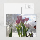 Rosa Tulpen in der Wintersonne Postkarte (Vorne/Hinten)
