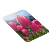 Rosa Tulpen Magnet (Rechte Seite)