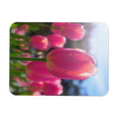 Rosa Tulpen Magnet (Horizontal)