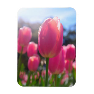 Rosa Tulpen Magnet