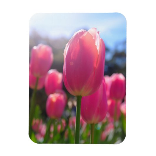 Rosa Tulpen Magnet (Vertikal)