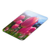 Rosa Tulpen Magnet (Linke Seite)