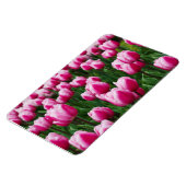 Rosa Tulpen Magnet (Linke Seite)