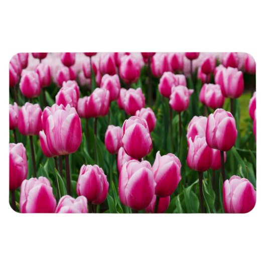 Rosa Tulpen Magnet (Horizontal)