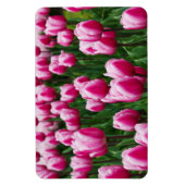 Rosa Tulpen Magnet (Vertikal)