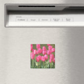 Rosa Tulpen Magnet (In Situ (Geschirrspüler))