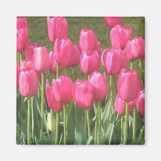 Rosa Tulpen Magnet (Vorne)