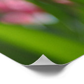Rosa Tulpen Poster (Ecke)