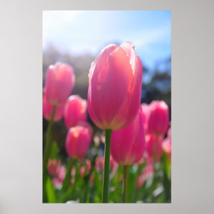 Rosa Tulpen Poster