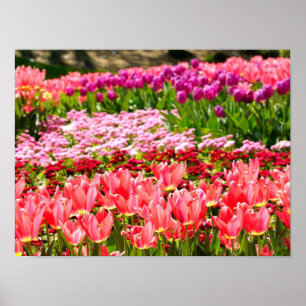 Rosa Tulpen Poster