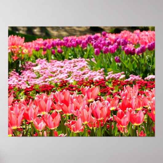 Rosa Tulpen Poster (Vorne)