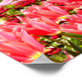 Rosa Tulpen Poster (Ecke)