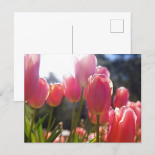 Rosa Tulpen Postkarte