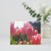 Rosa Tulpen Postkarte (Stehend Vorderseite)