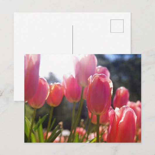 Rosa Tulpen Postkarte (Vorne/Hinten)