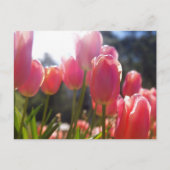 Rosa Tulpen Postkarte (Vorderseite)