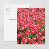 Rosa Tulpen Postkarte (Vorne/Hinten)