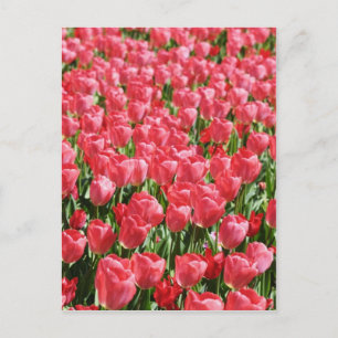 Rosa Tulpen Postkarte