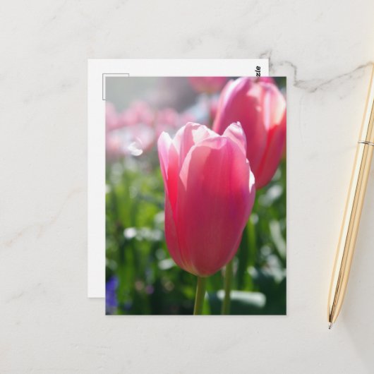 Rosa Tulpen Postkarte (Vorderseite/Rückseite Beispiel)