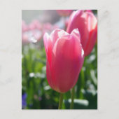 Rosa Tulpen Postkarte (Vorderseite)