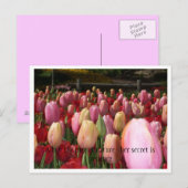 Rosa Tulpen Postkarte (Vorne/Hinten)
