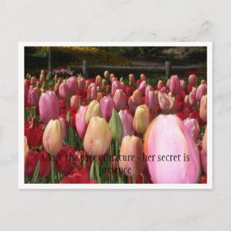 Rosa Tulpen Postkarte