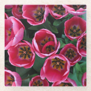 Rosa Tulpen Schönheit Glasuntersetzer