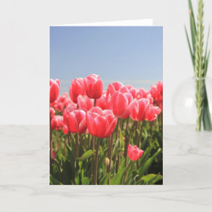 Rosa Tulpen und blauer Himmel Feiertagskarte