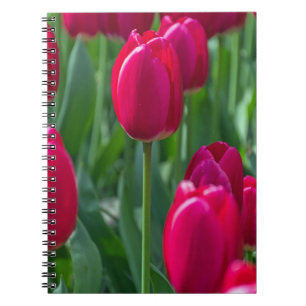 Rosa Tulpen up nahes Notizbuch Notizblock